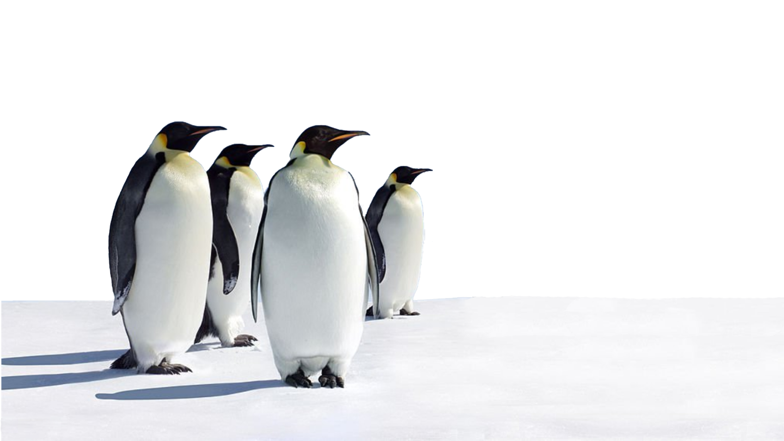 pinguinos